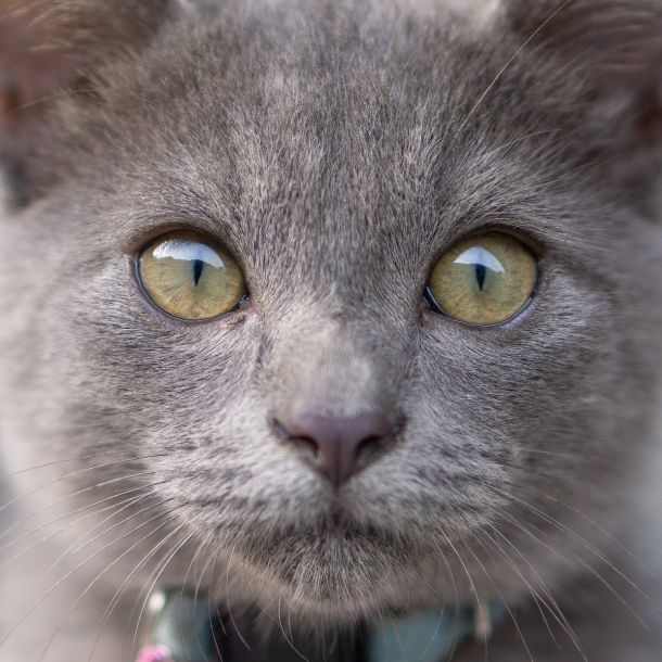 Cats can save lives!