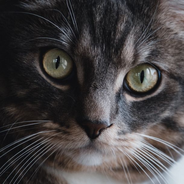Your cat could be a hero!