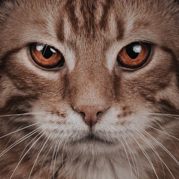 Your cat could be a hero!